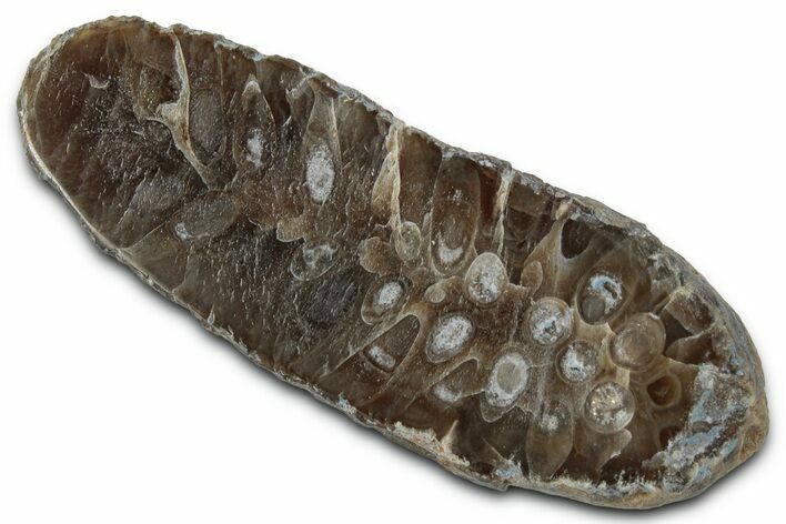 Cut & Polished Fossil Cycadophyte Cone (Half) #346862